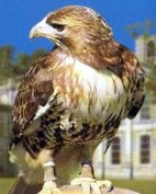 falconry on the Isle of Wight